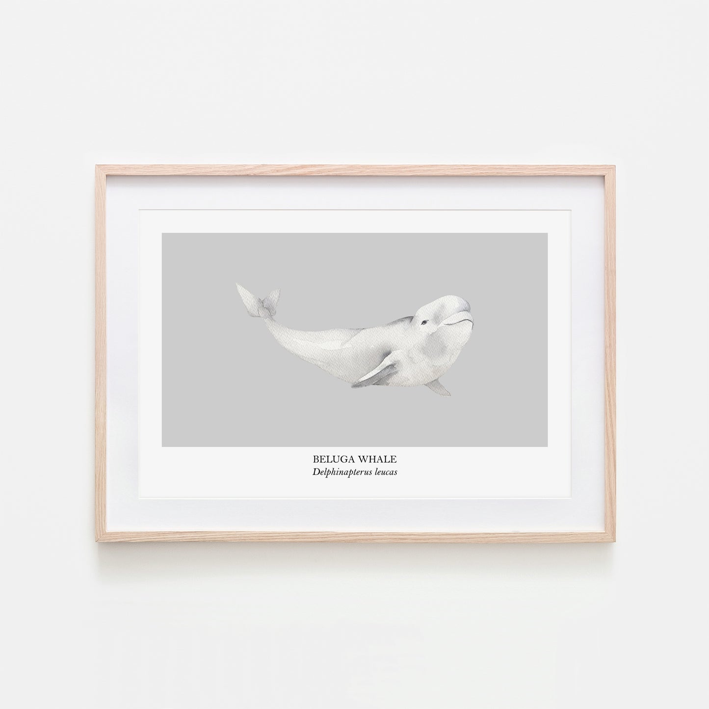 Beluga-Whale-Watercolour-Sea-Creature-Wall-Art-in-Bone-Grey