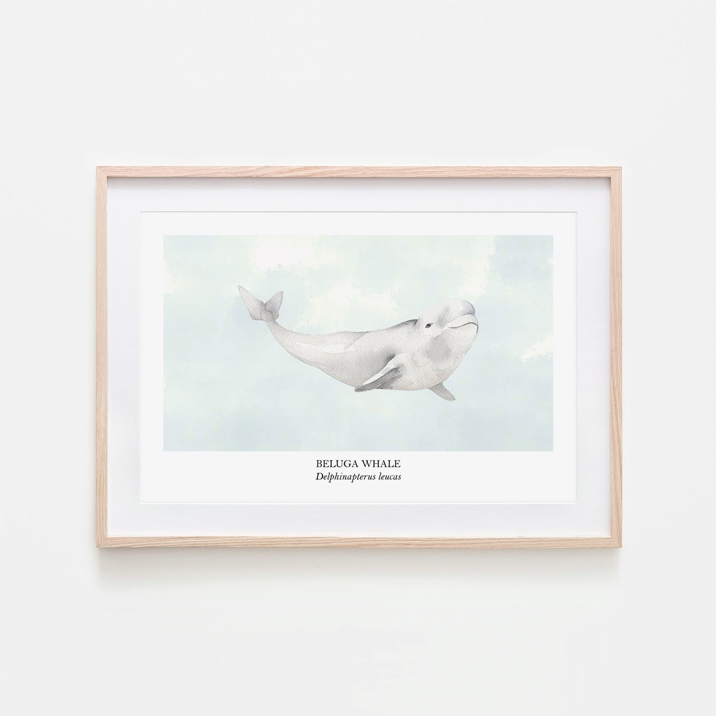 Beluga-Whale-Watercolour-Sea-Creature-Wall-Art-in-Cloudy