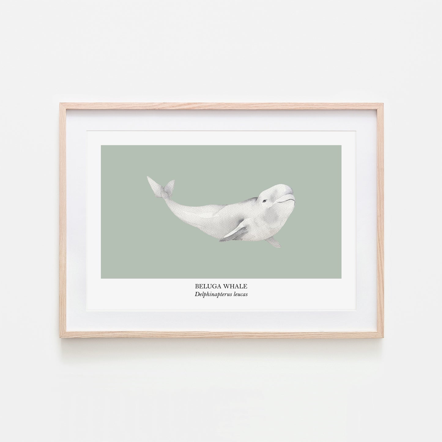 Beluga-Whale-Watercolour-Sea-Creature-Wall-Art-in-Mist-Green