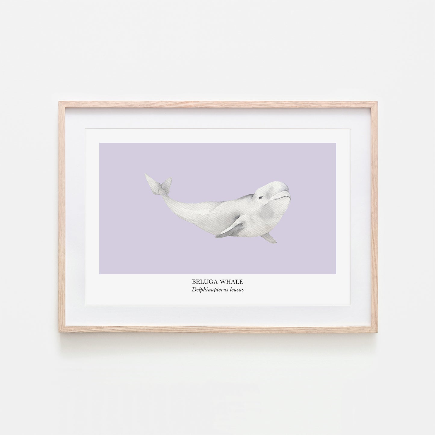 Beluga-Whale-Watercolour-Sea-Creature-Wall-Art-in-Peri-Purple
