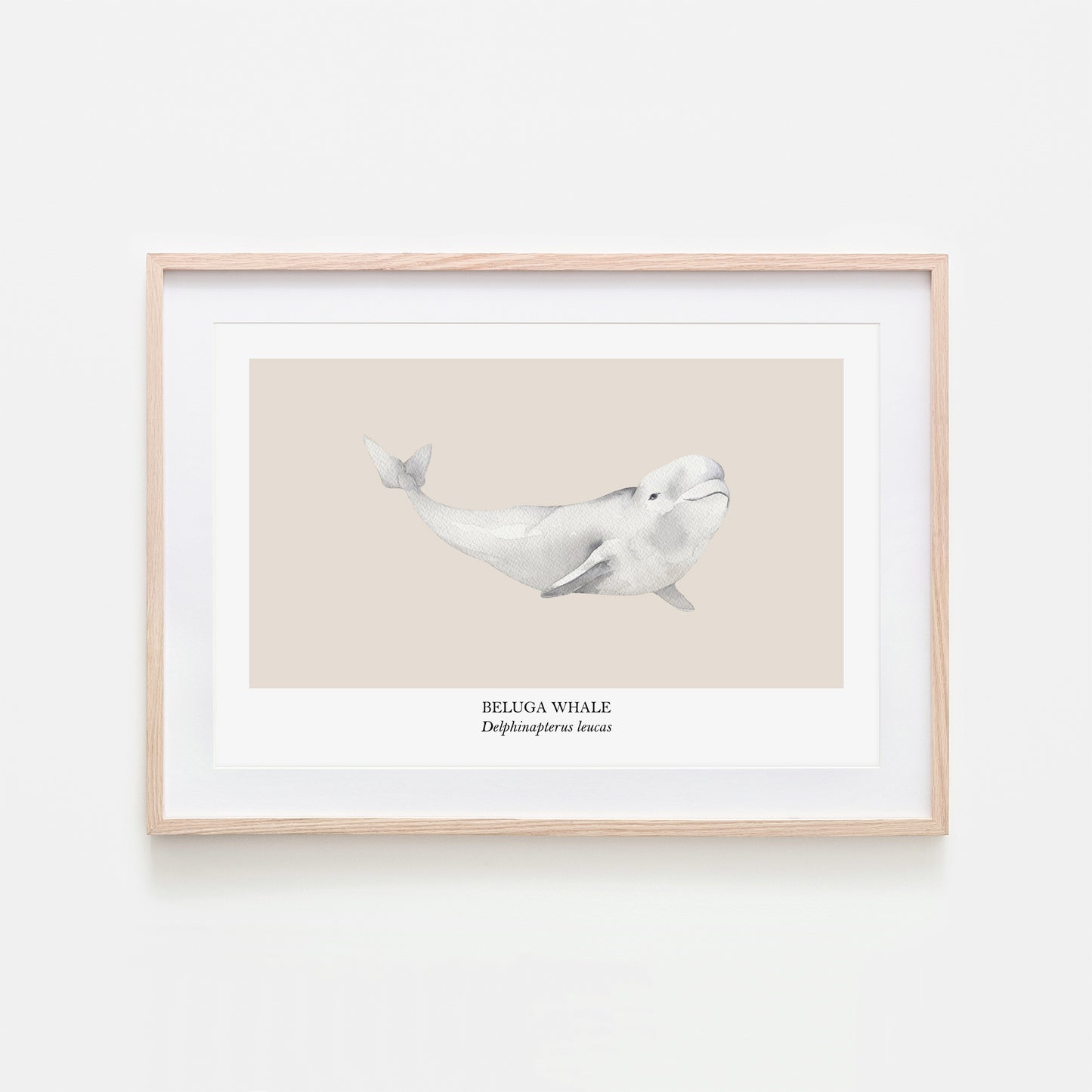 Beluga-Whale-Watercolour-Sea-Creature-Wall-Art-in-Sand