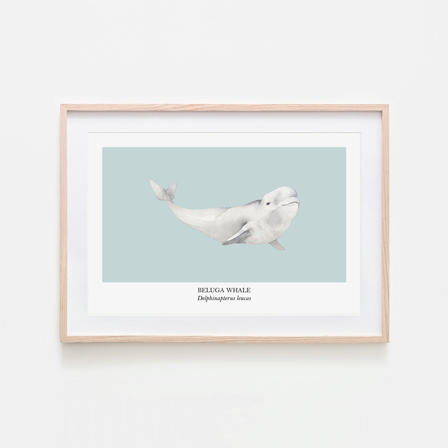 Beluga Whale