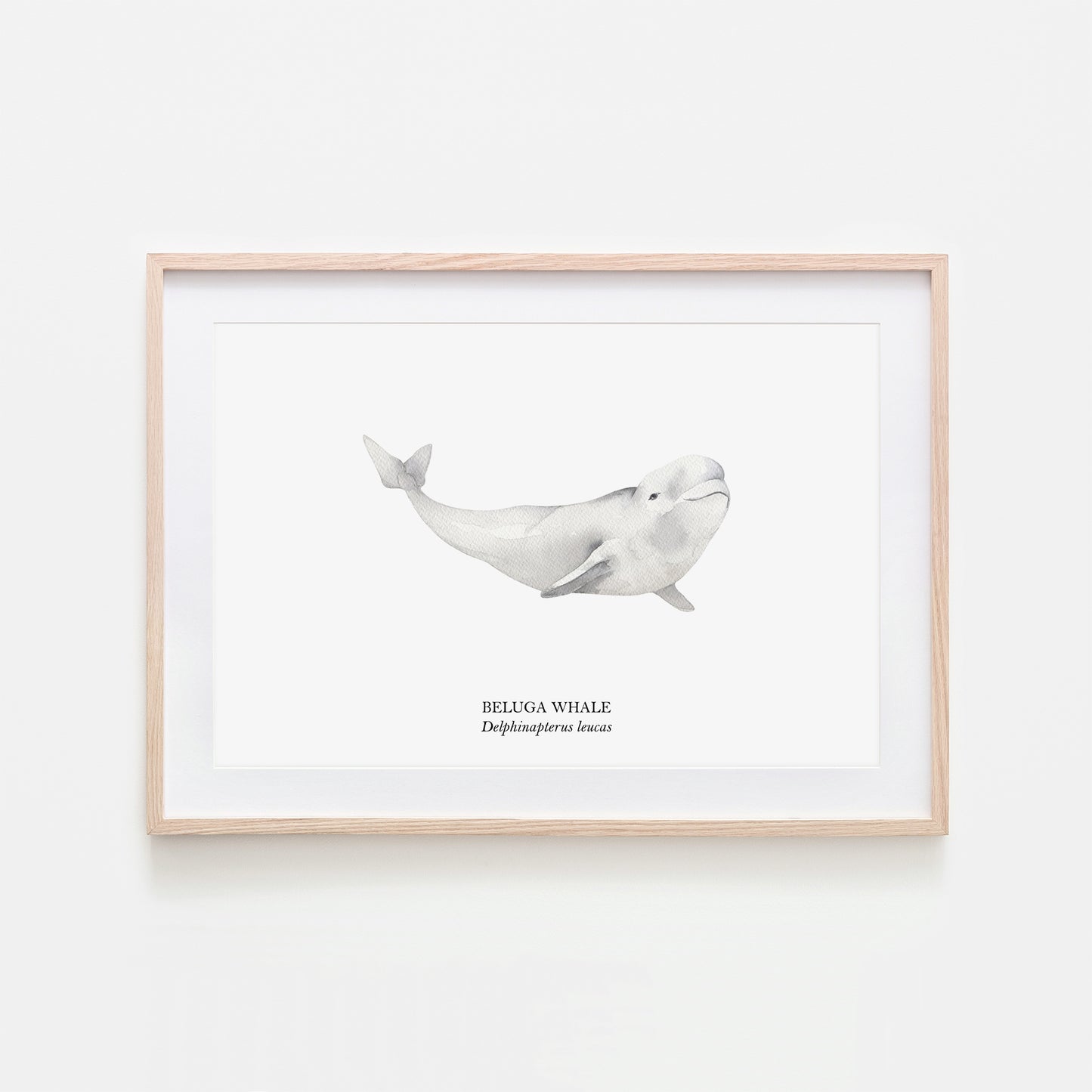 Beluga-Whale-Watercolour-Sea-Creature-Wall-Art-in-White
