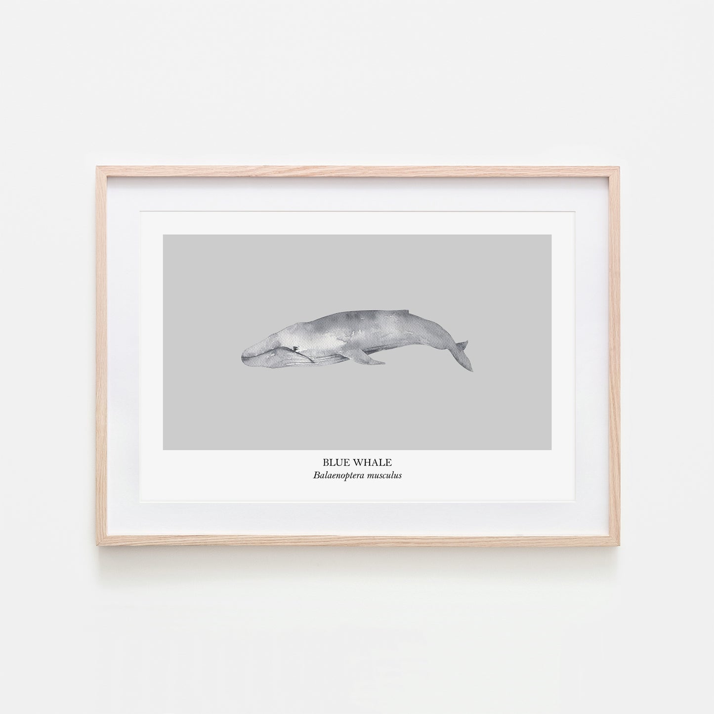Blue-Whale-Watercolour-Sea-Creature-Wall-Art-in-Bone-Grey