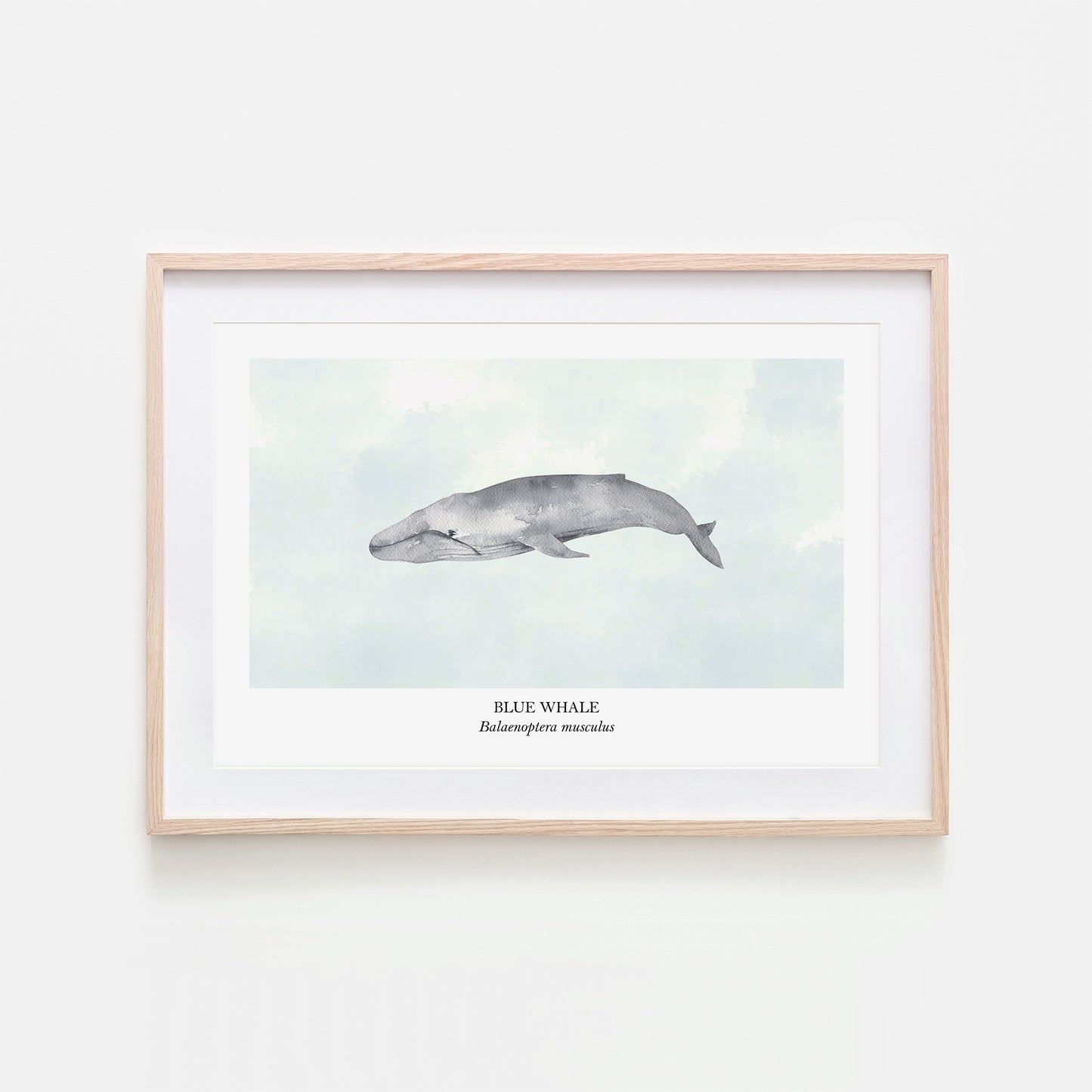 Blue-Whale-Watercolour-Sea-Creature-Wall-Art-in-Cloudy