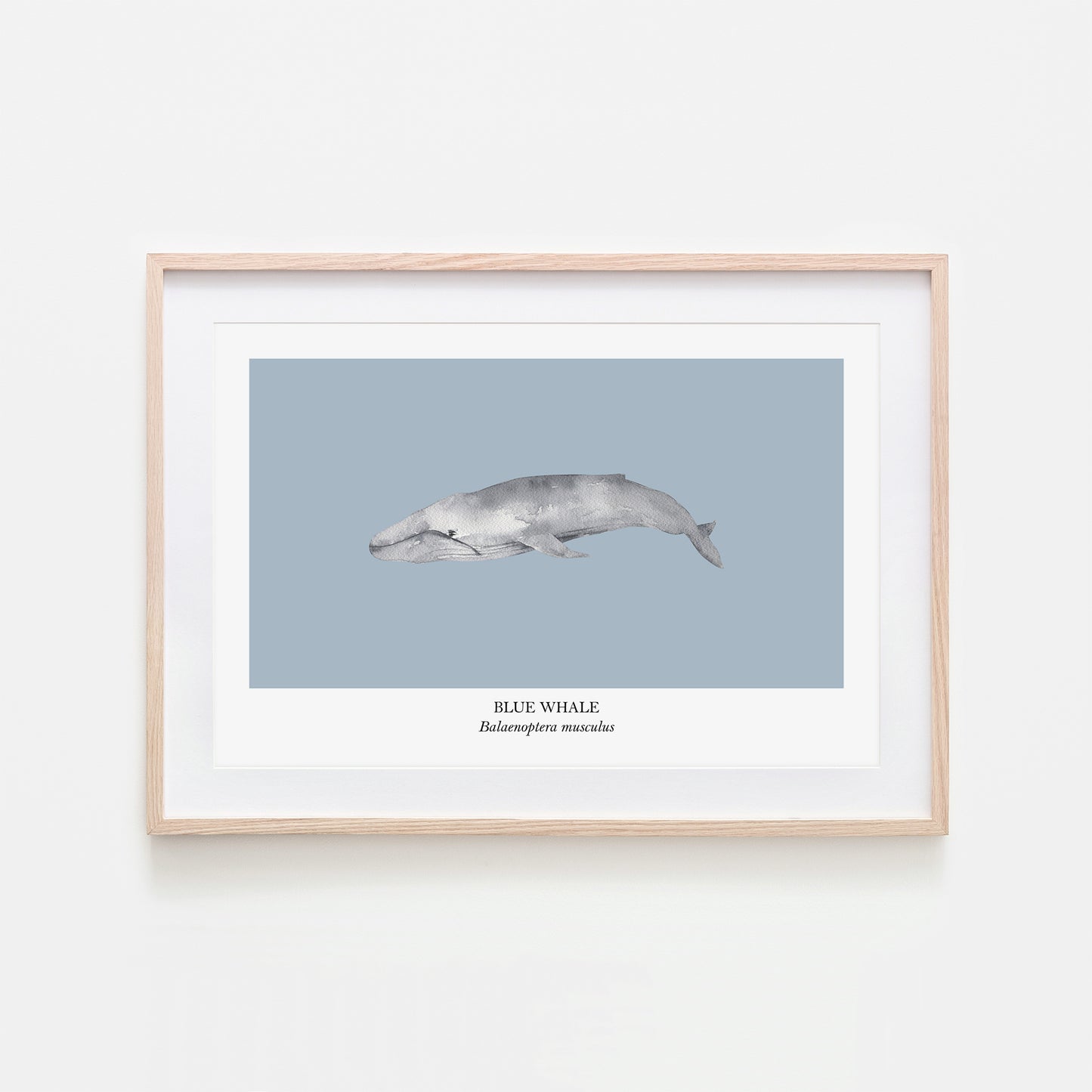 Blue-Whale-Watercolour-Sea-Creature-Wall-Art-in-Fog-Blue
