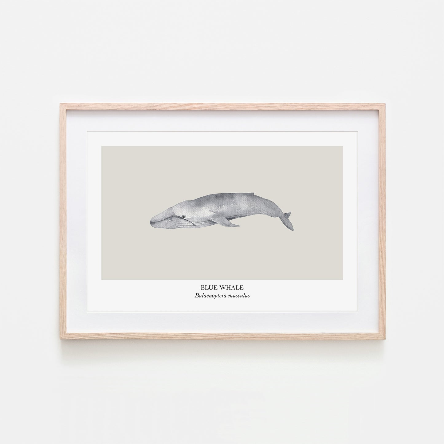 Blue-Whale-Watercolour-Sea-Creature-Wall-Art-in-Linen
