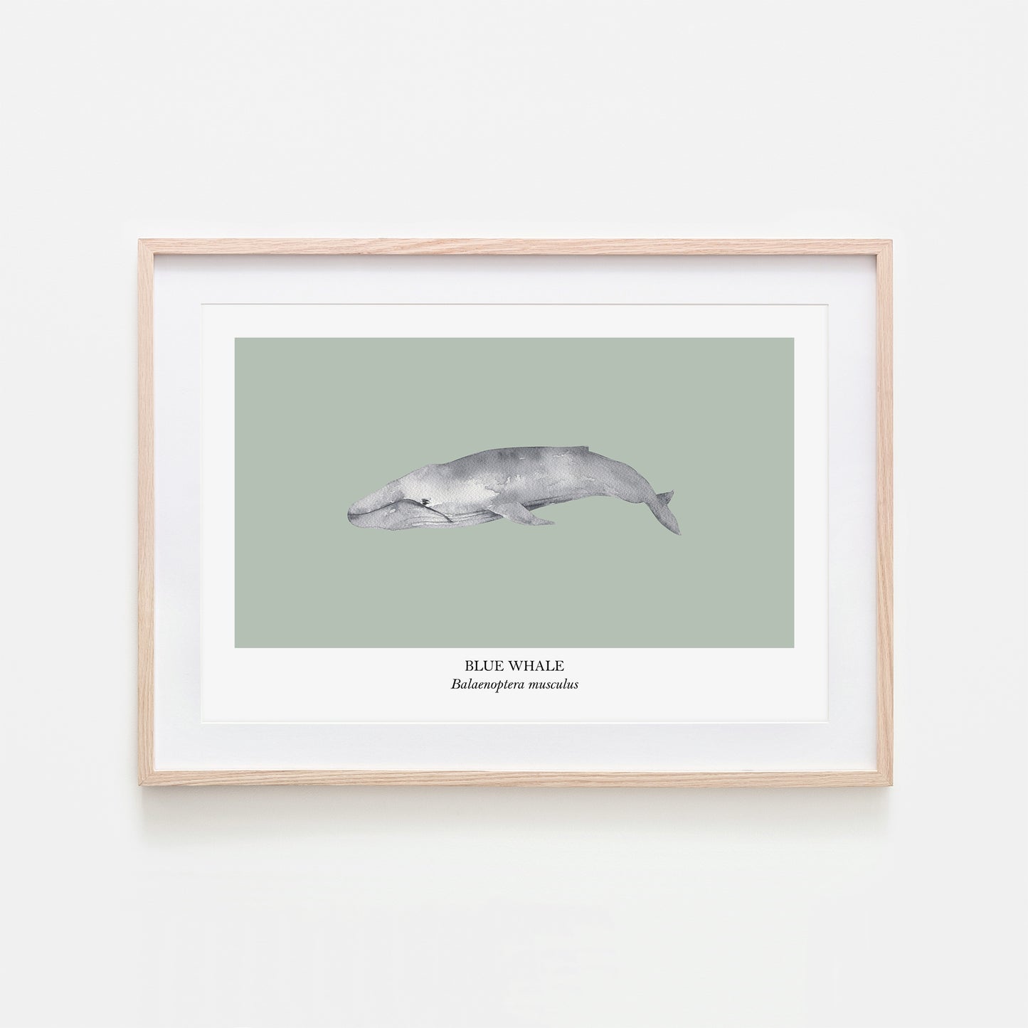 Blue-Whale-Watercolour-Sea-Creature-Wall-Art-in-Mist-Green