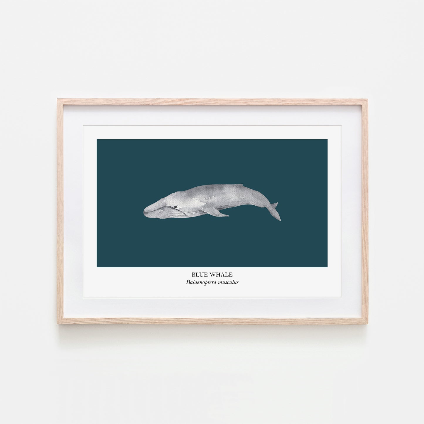 Blue-Whale-Watercolour-Sea-Creature-Wall-Art-in-Navy-Blue
