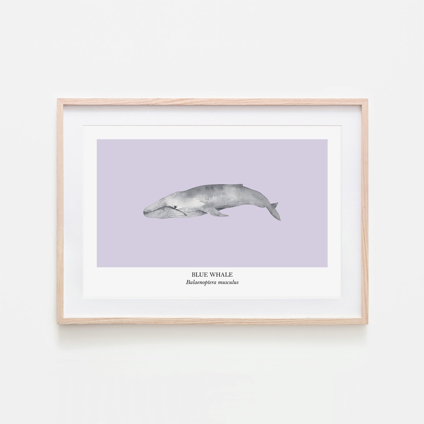Blue-Whale-Watercolour-Sea-Creature-Wall-Art-in-Peri-Purple