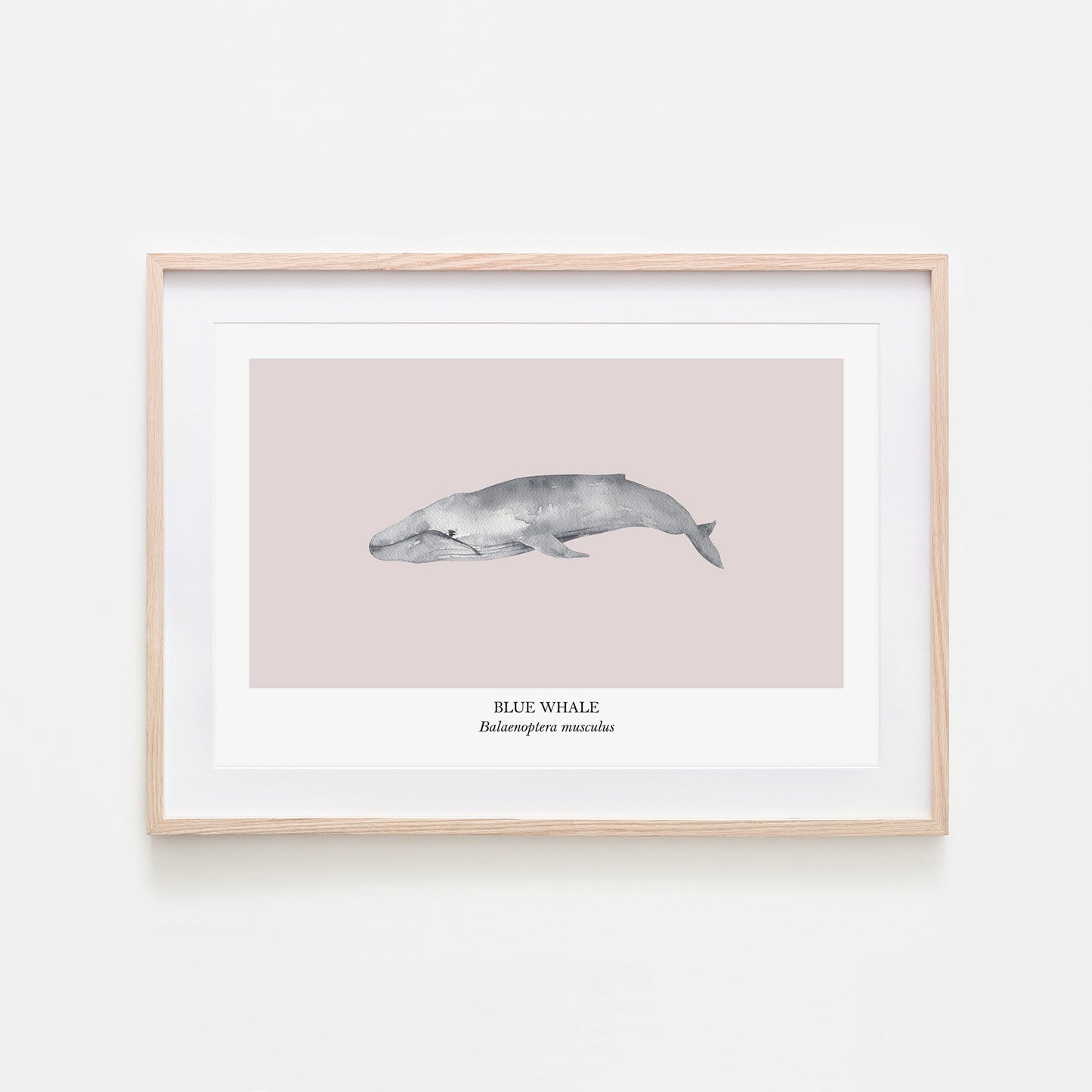 Blue-Whale-Watercolour-Sea-Creature-Wall-Art-in-Pointe-Pink