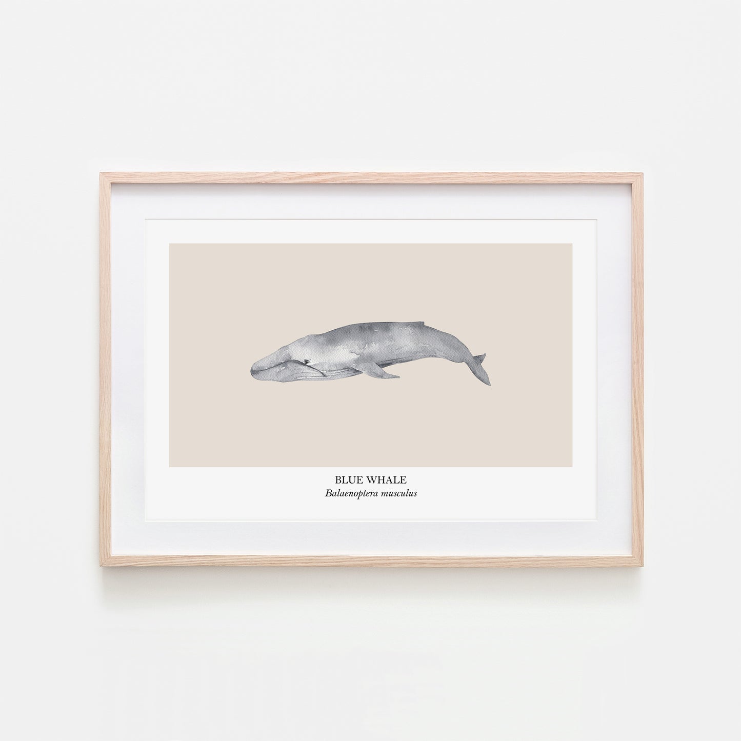 Blue-Whale-Watercolour-Sea-Creature-Wall-Art-in-Sand