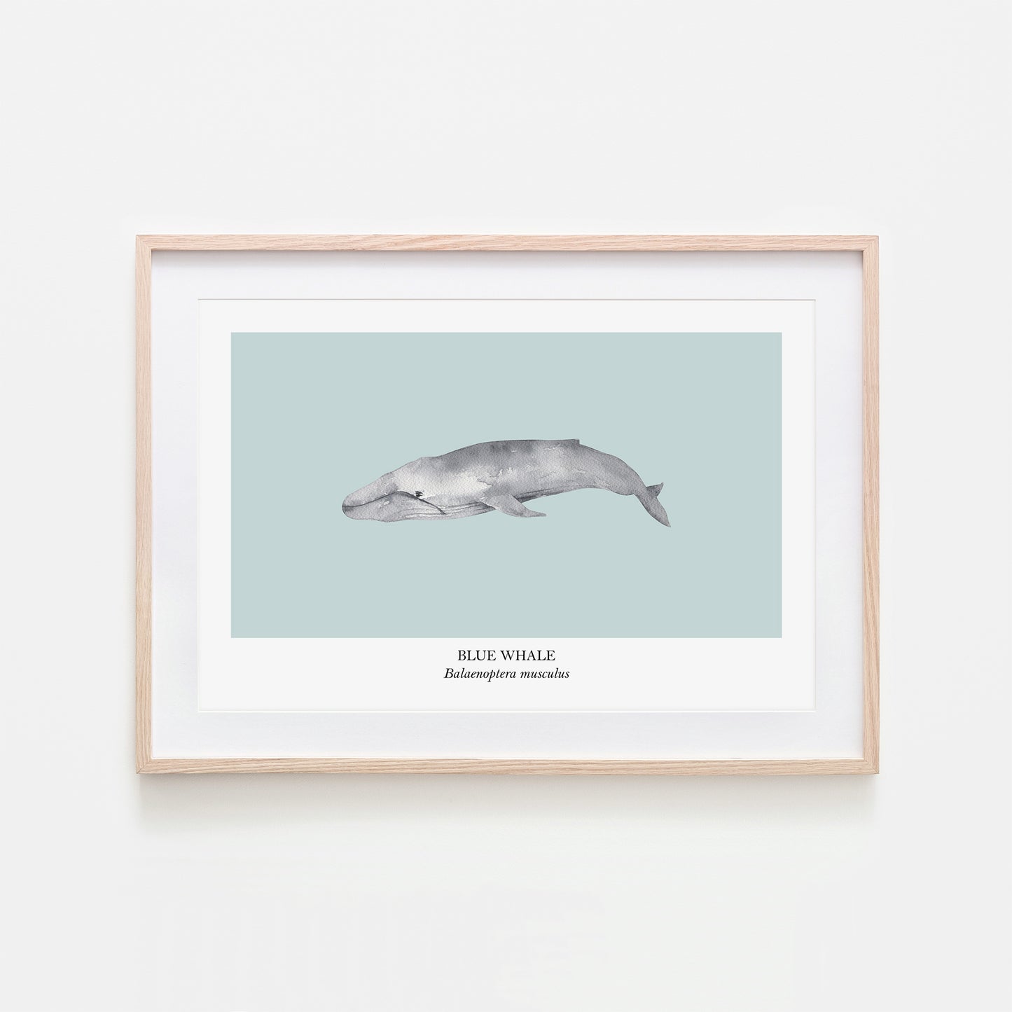 Blue-Whale-Watercolour-Sea-Creature-Wall-Art-in-Shell-Blue