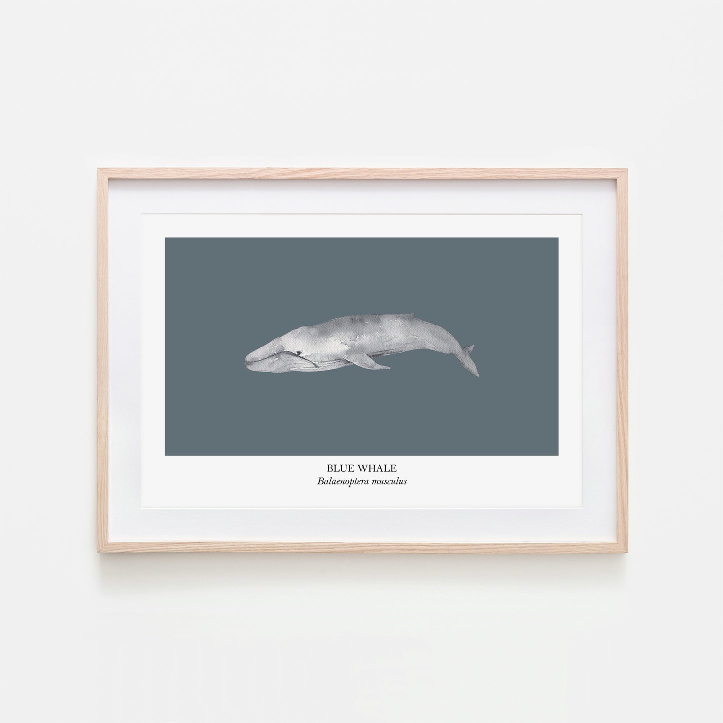 Blue-Whale-Watercolour-Sea-Creature-Wall-Art-in-Sky-Blue