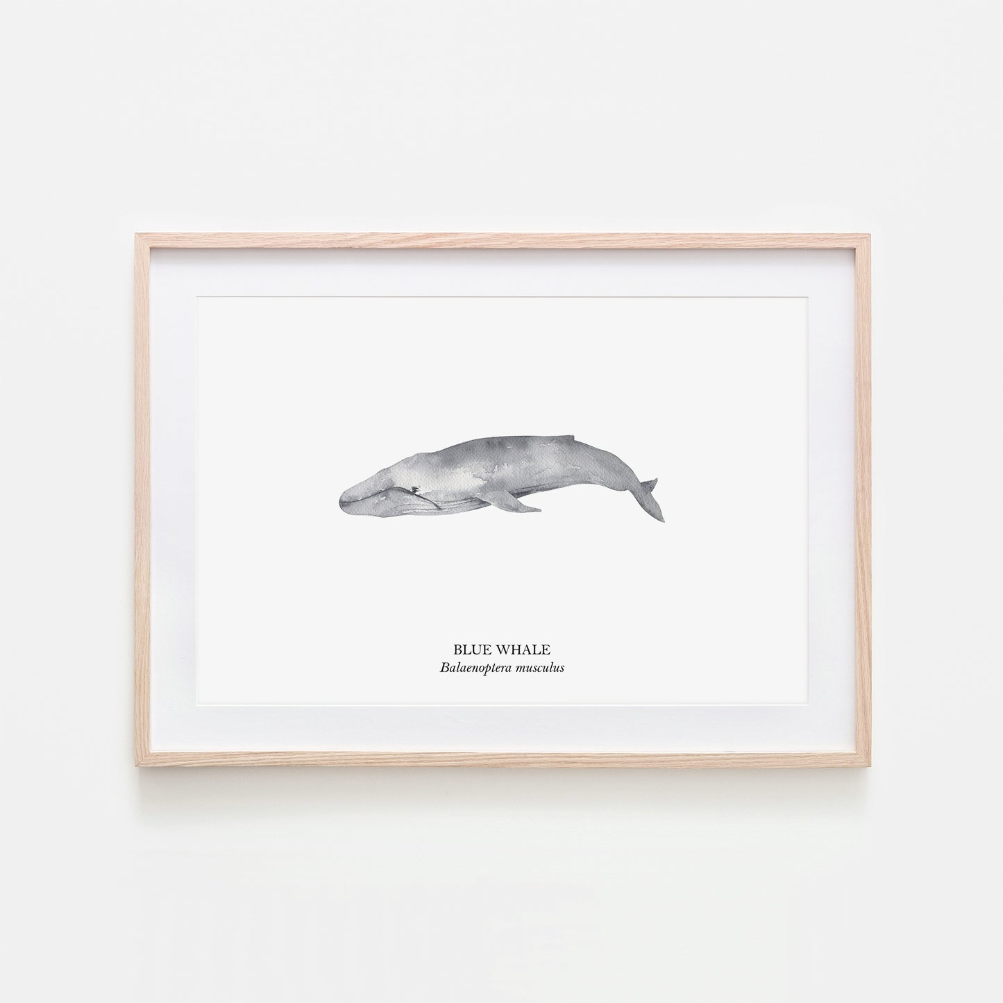 Blue-Whale-Watercolour-Sea-Creature-Wall-Art-in-White