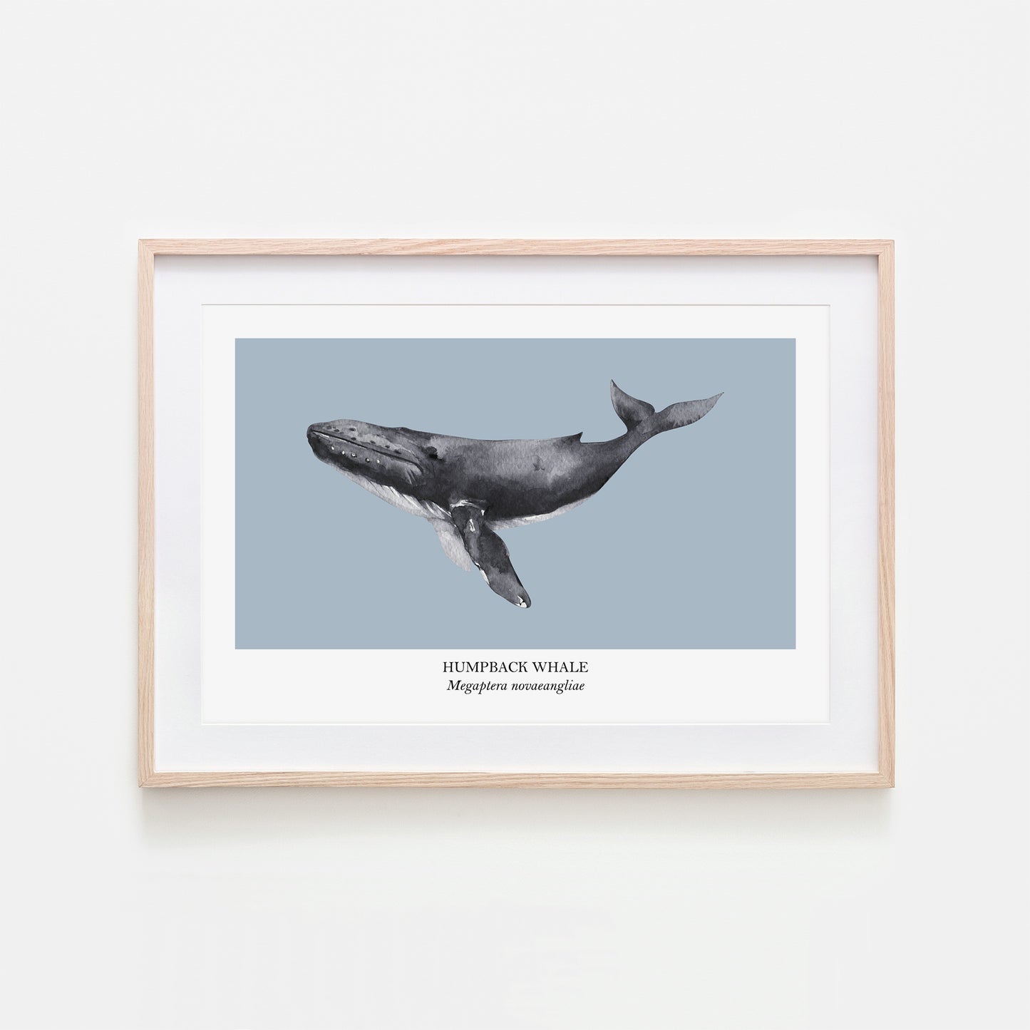 Humpback-Whale-Watercolour-Sea-Creature-Wall-Art-in-Fog-Blue