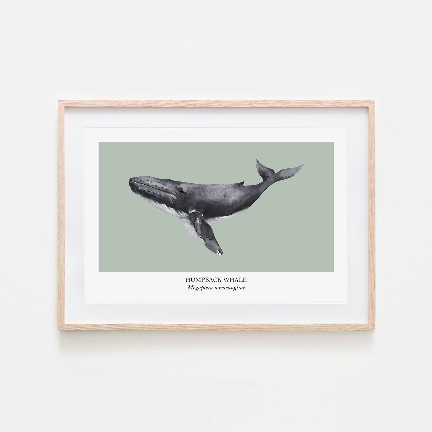 Humpback-Whale-Watercolour-Sea-Creature-Wall-Art-in-Mist-Green