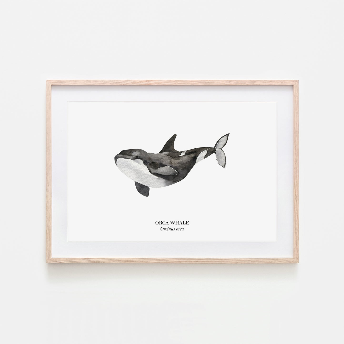 Orca-Whale-Watercolour-Sea-Creature-Wall-Art-in-White