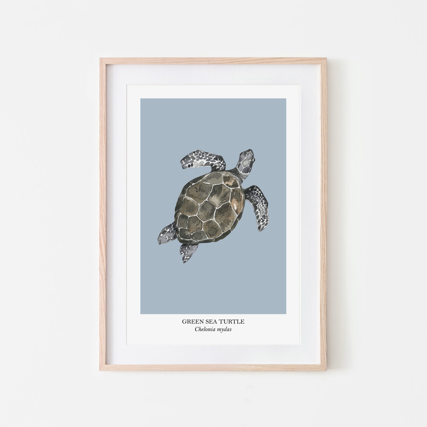 Sea-Turtle-Watercolour-Sea-Creature-Wall-Art-in-Fog-Blue