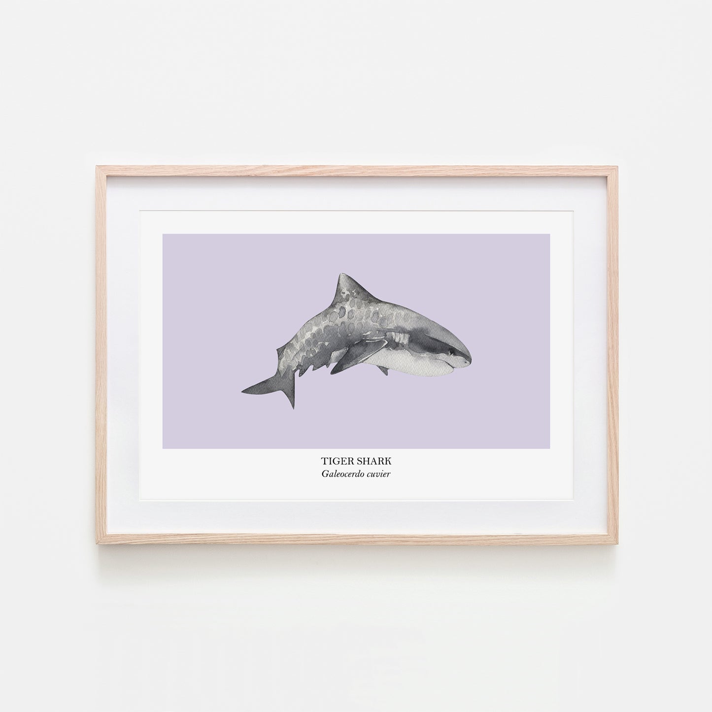 Tiger-Shark-Watercolour-Sea-Creature-Wall-Art-in-Peri-Purple