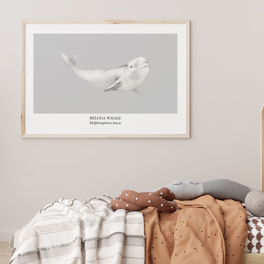 Beluga-Whale-Watercolour-Sea-Creature-Wall-Art-in-Bone-Grey-Website-Main-Image
