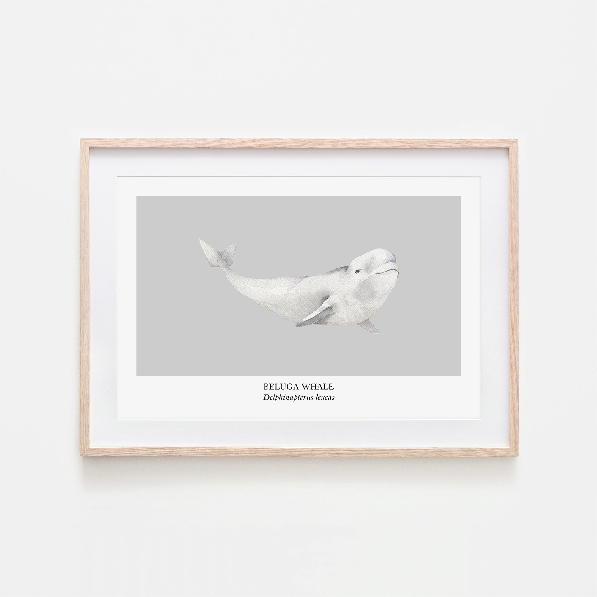 Beluga-Whale-Watercolour-Sea-Creature-Wall-Art-in-Bone-Grey