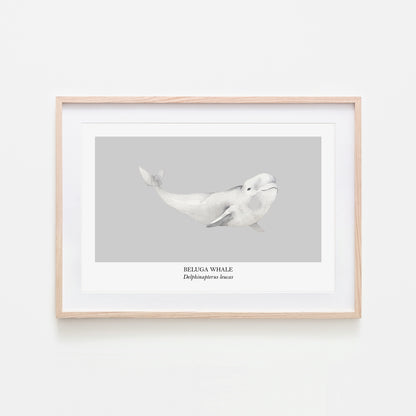 Beluga-Whale-Watercolour-Sea-Creature-Wall-Art-in-Bone-Grey