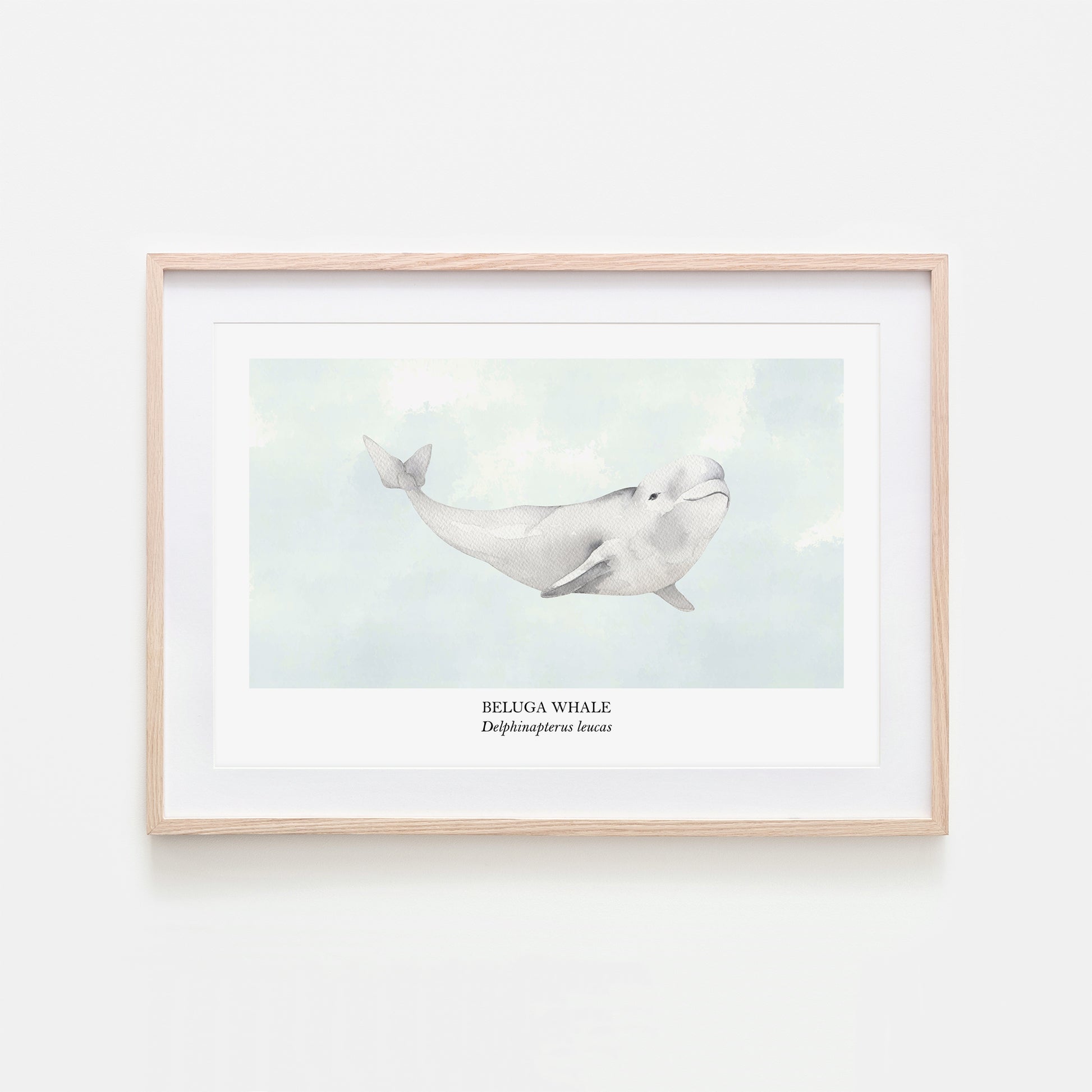 Beluga-Whale-Watercolour-Sea-Creature-Wall-Art-in-Cloudy