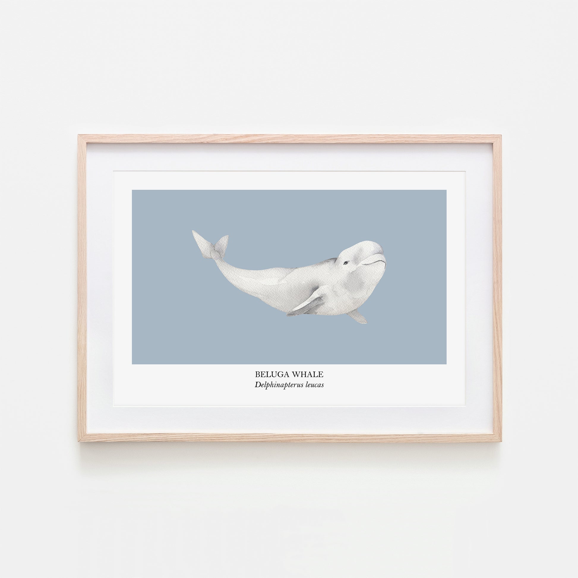 Beluga-Whale-Watercolour-Sea-Creature-Wall-Art-in-Fog-Blue