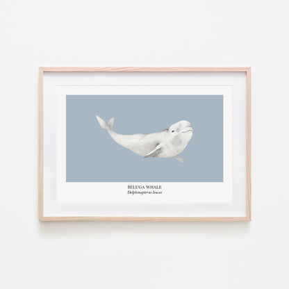 Beluga-Whale-Watercolour-Sea-Creature-Wall-Art-in-Fog-Blue