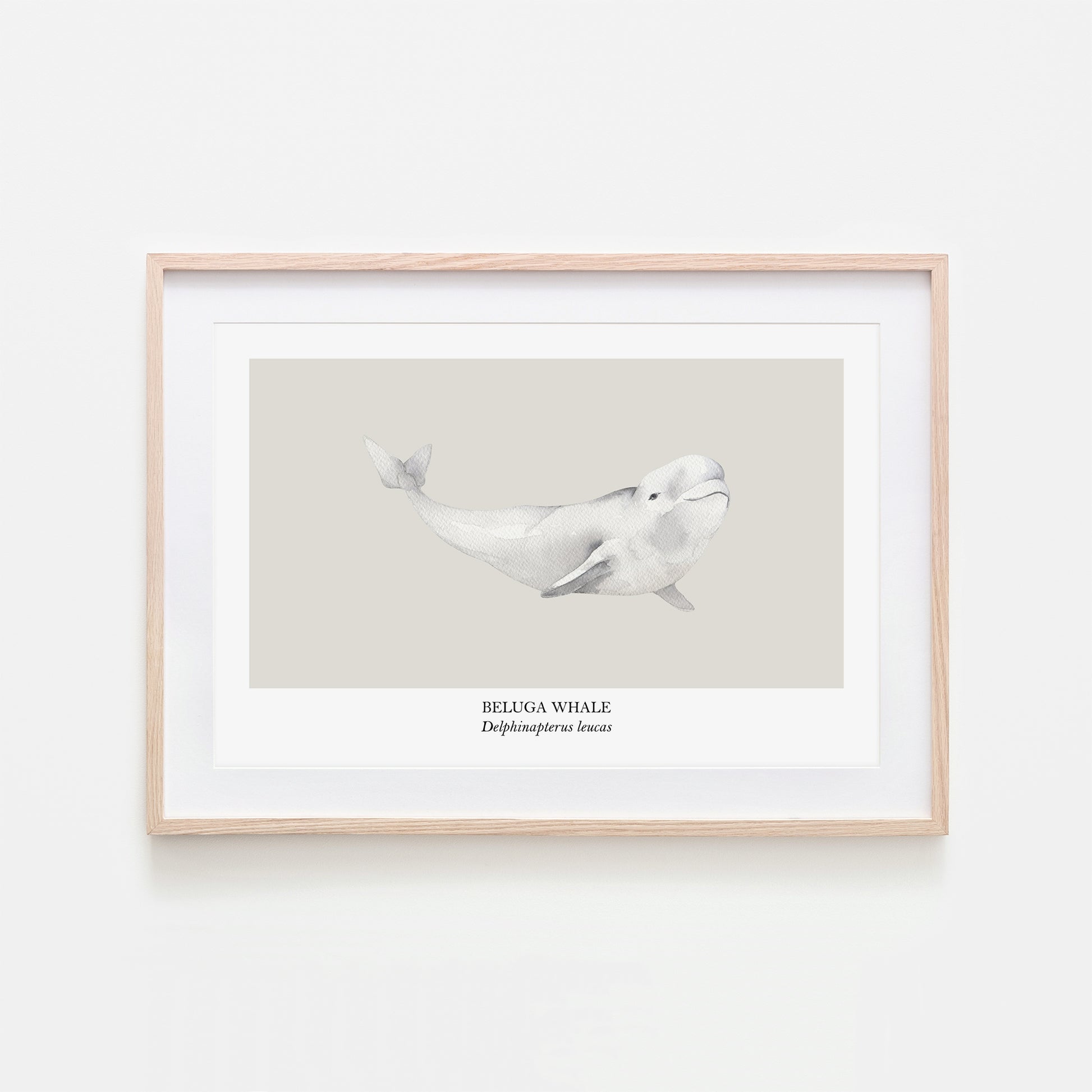 Beluga-Whale-Watercolour-Sea-Creature-Wall-Art-in-Linen