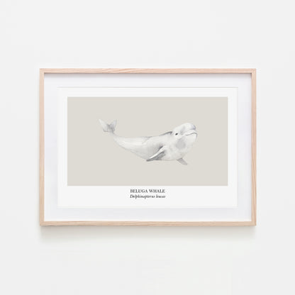 Beluga-Whale-Watercolour-Sea-Creature-Wall-Art-in-Linen