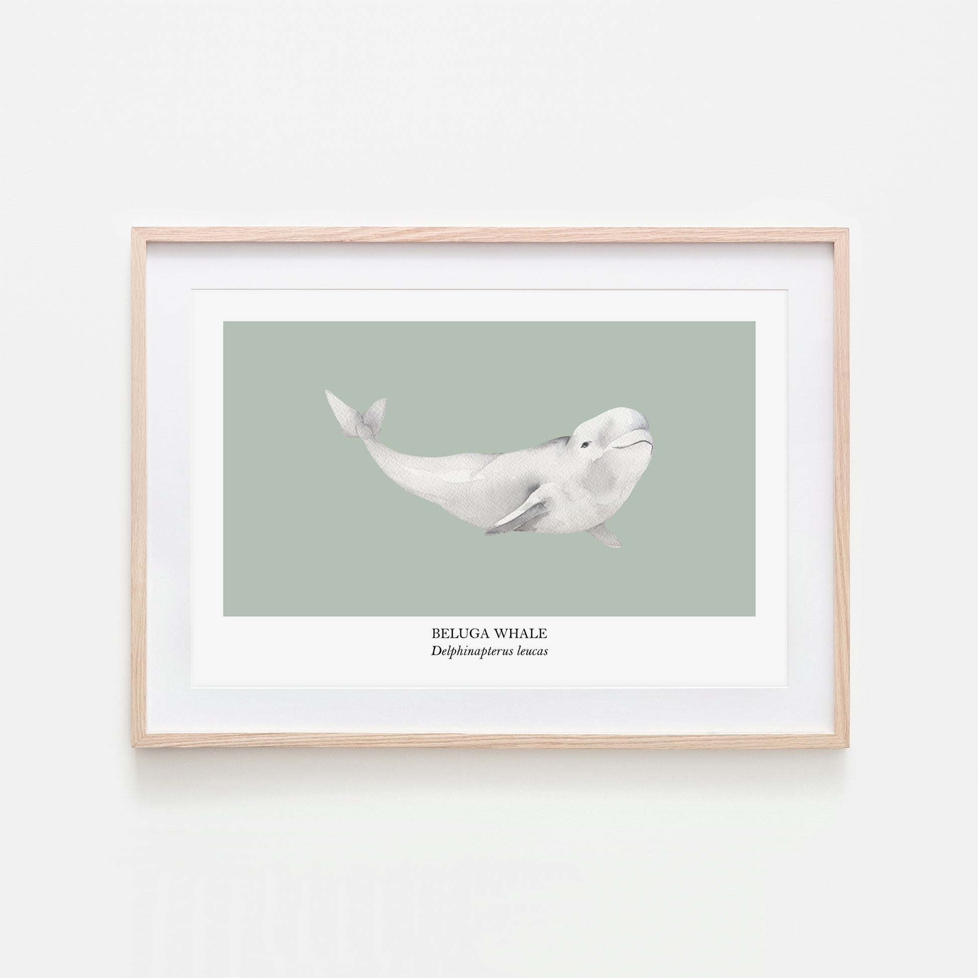 Beluga-Whale-Watercolour-Sea-Creature-Wall-Art-in-Mist-Green