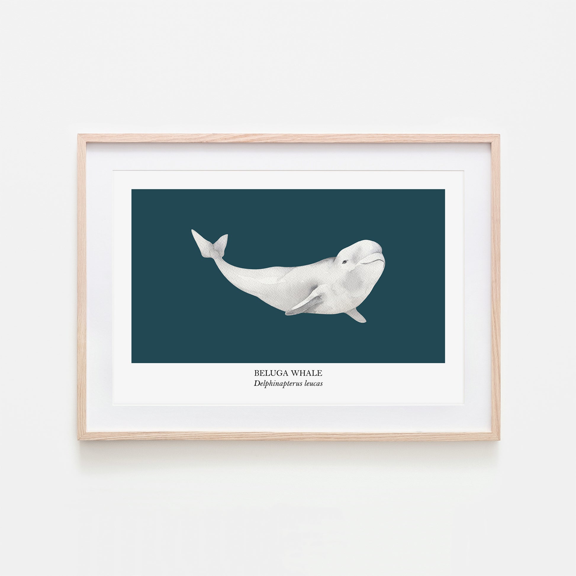 Beluga-Whale-Watercolour-Sea-Creature-Wall-Art-in-Navy-Blue