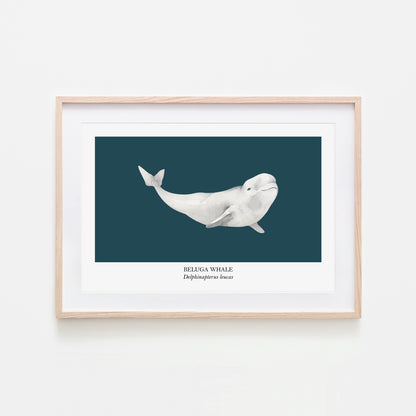 Beluga-Whale-Watercolour-Sea-Creature-Wall-Art-in-Navy-Blue