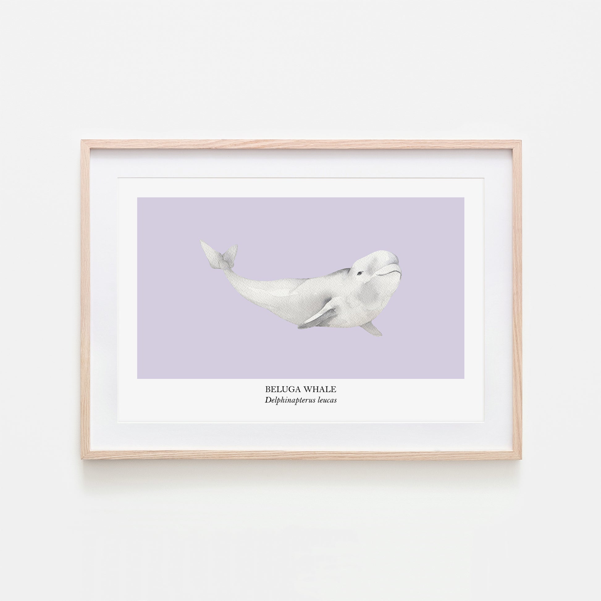 Beluga-Whale-Watercolour-Sea-Creature-Wall-Art-in-Peri-Purple