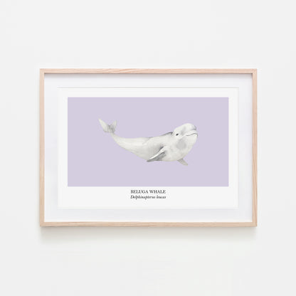 Beluga-Whale-Watercolour-Sea-Creature-Wall-Art-in-Peri-Purple
