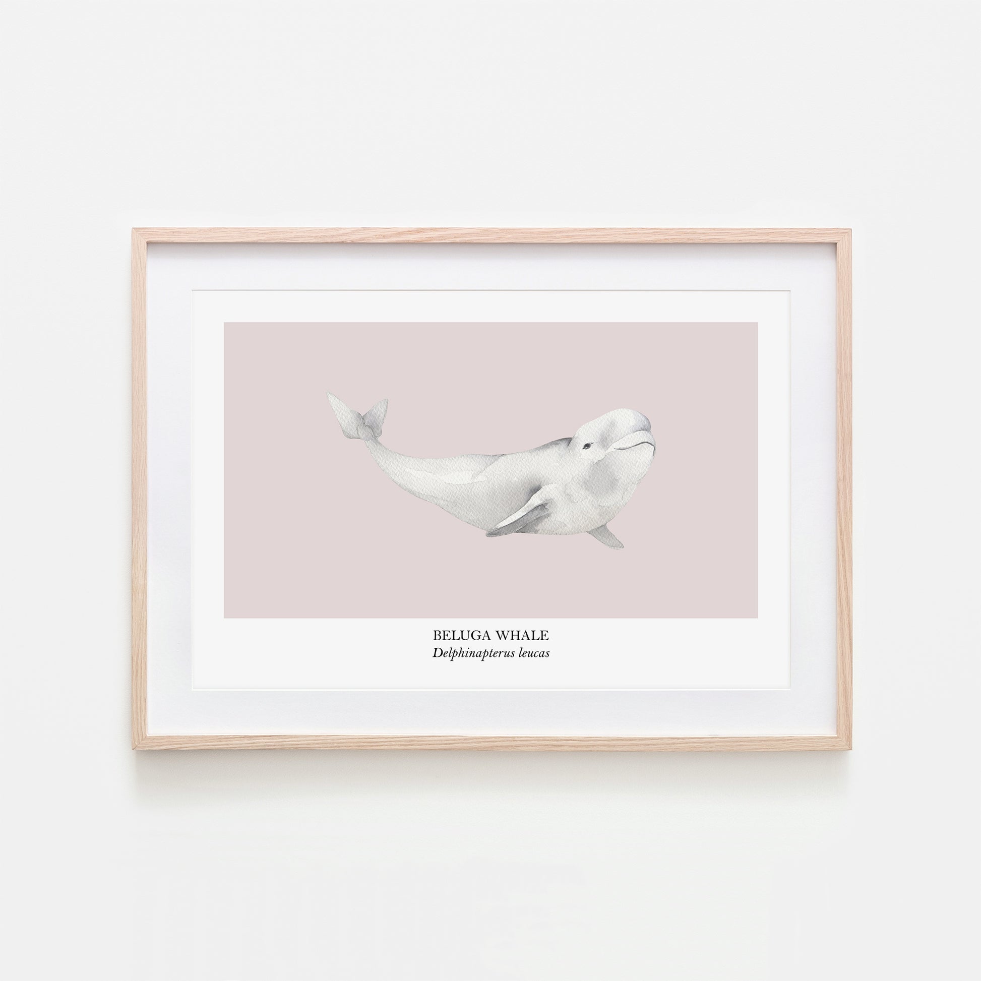 Beluga-Whale-Watercolour-Sea-Creature-Wall-Art-in-Pointe-Pink