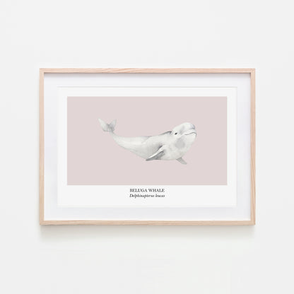 Beluga-Whale-Watercolour-Sea-Creature-Wall-Art-in-Pointe-Pink