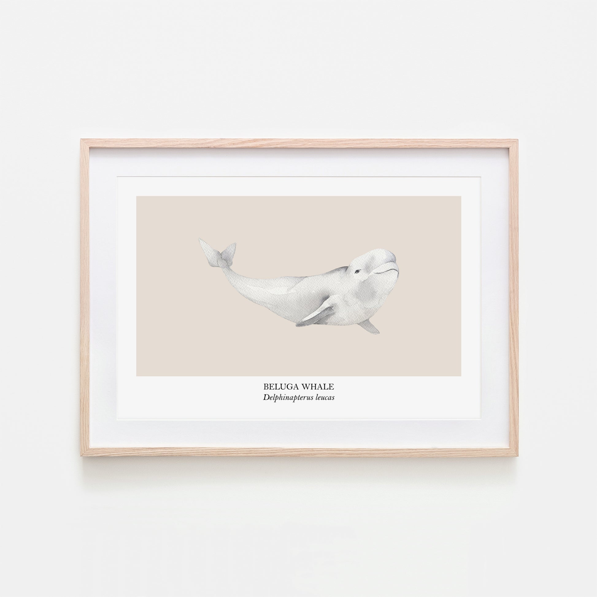 Beluga-Whale-Watercolour-Sea-Creature-Wall-Art-in-Sand