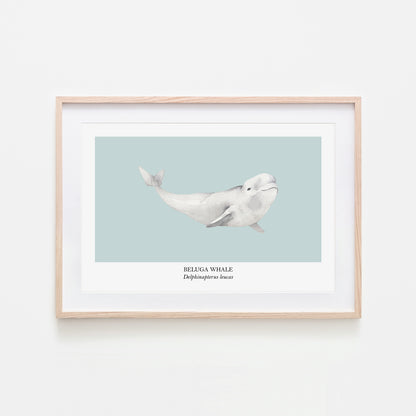 Beluga Whale
