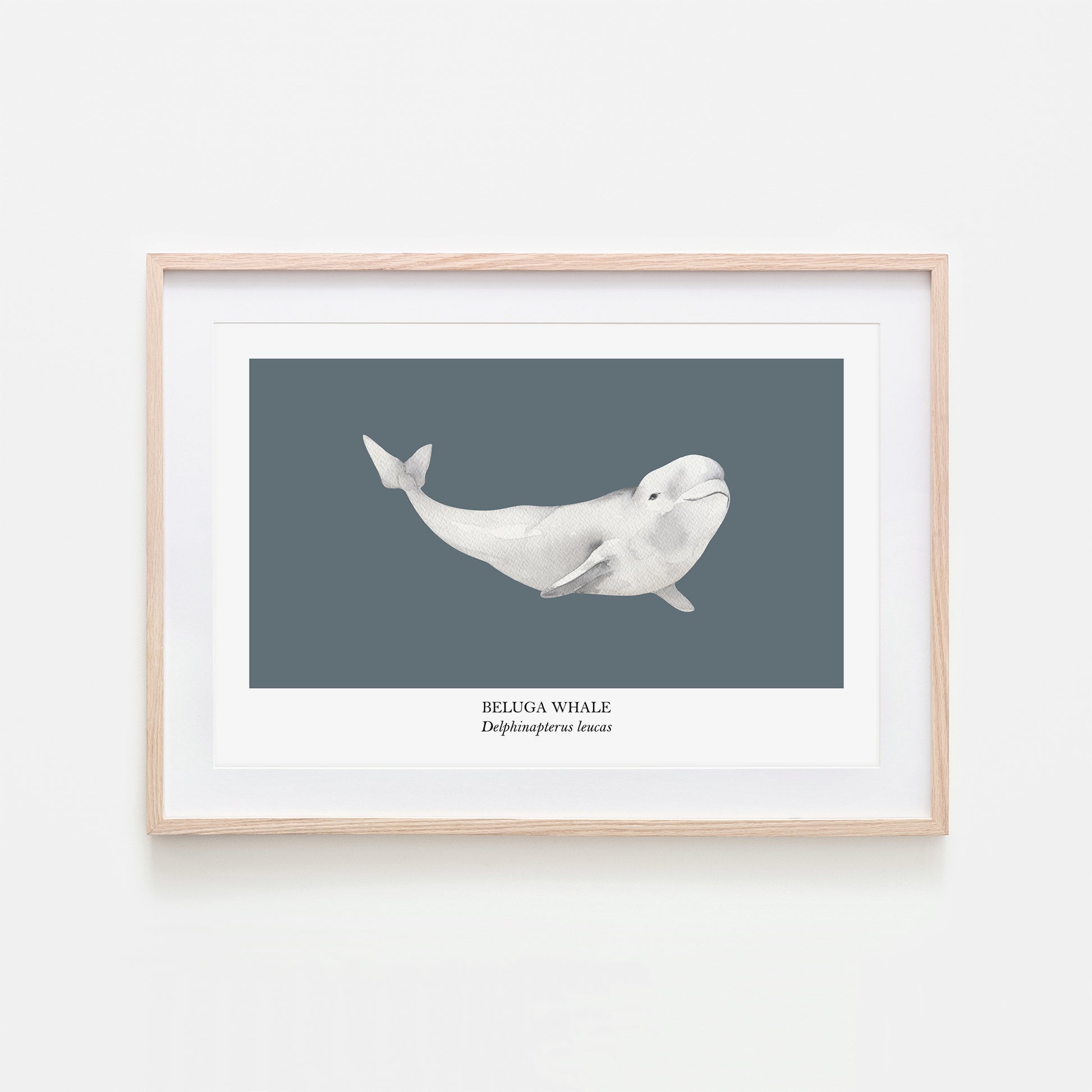 Beluga-Whale-Watercolour-Sea-Creature-Wall-Art-in-Sky-Blue