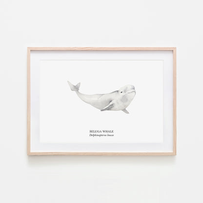 Beluga-Whale-Watercolour-Sea-Creature-Wall-Art-in-White