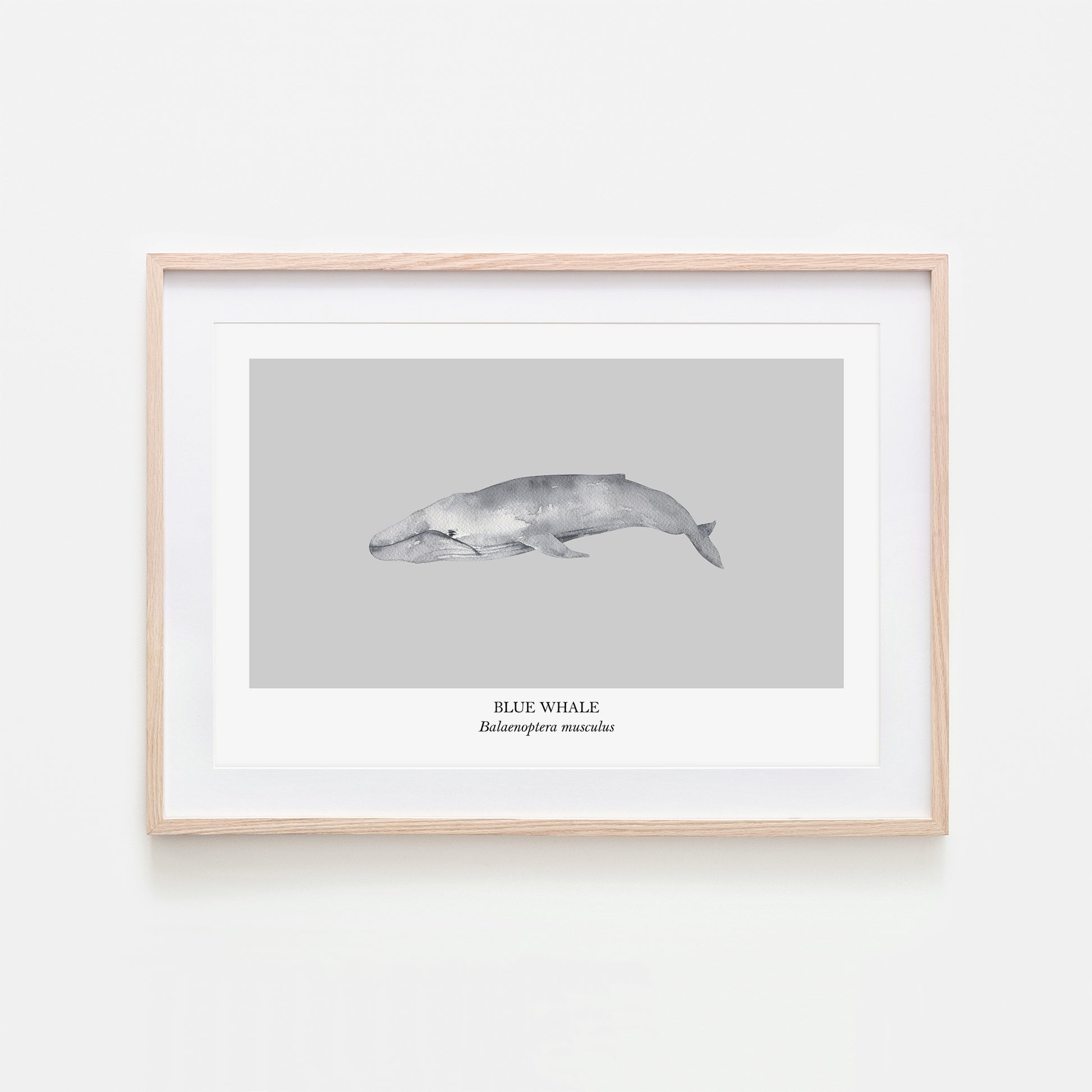 Blue-Whale-Watercolour-Sea-Creature-Wall-Art-in-Bone-Grey