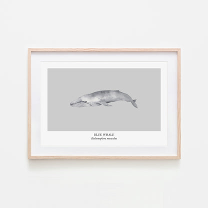 Blue-Whale-Watercolour-Sea-Creature-Wall-Art-in-Bone-Grey