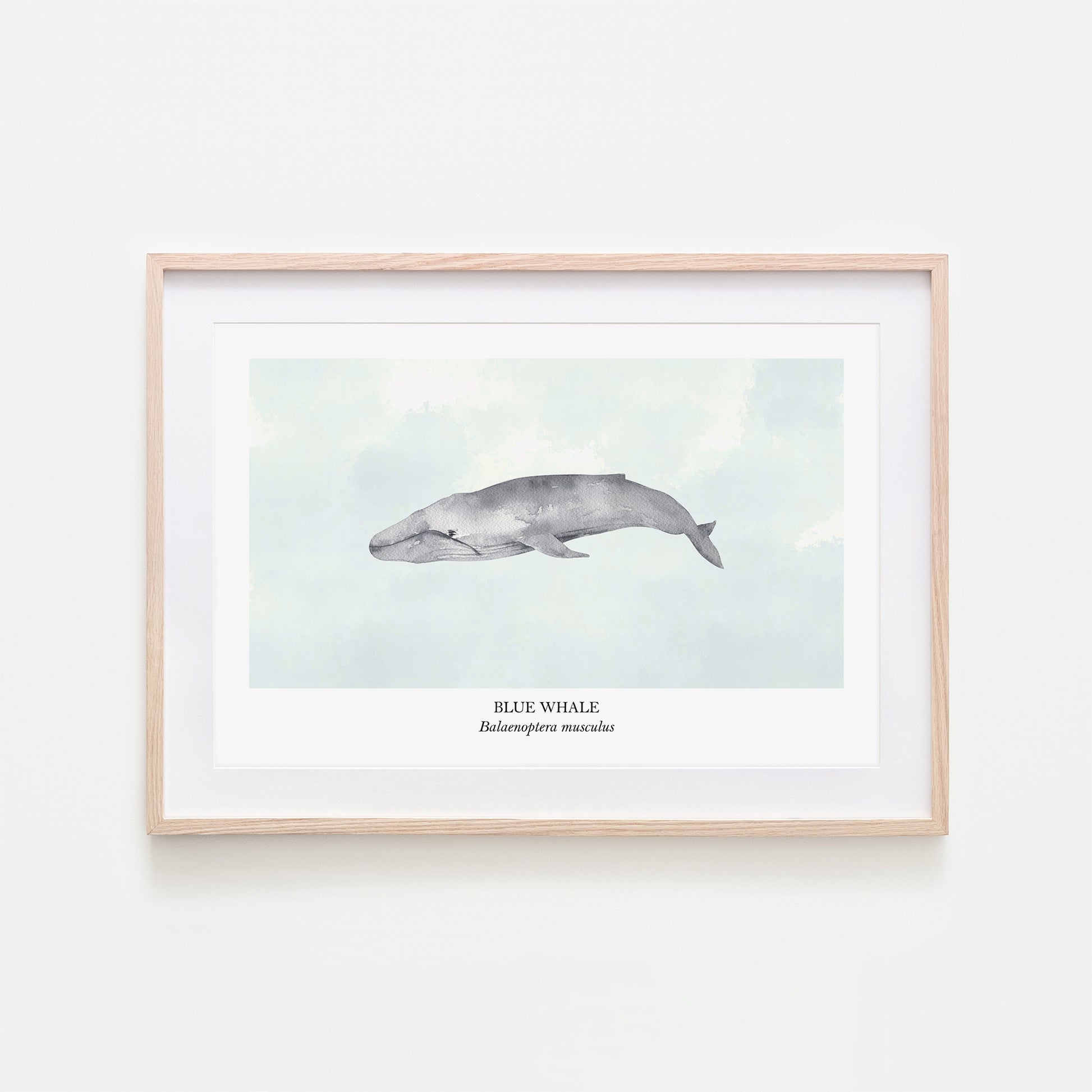 Blue-Whale-Watercolour-Sea-Creature-Wall-Art-in-Cloudy