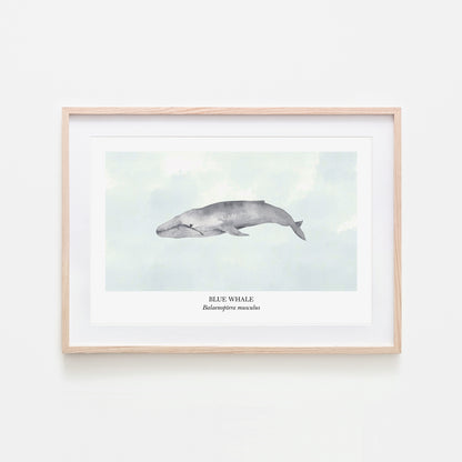 Blue-Whale-Watercolour-Sea-Creature-Wall-Art-in-Cloudy