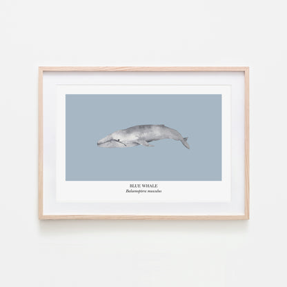 Blue-Whale-Watercolour-Sea-Creature-Wall-Art-in-Fog-Blue