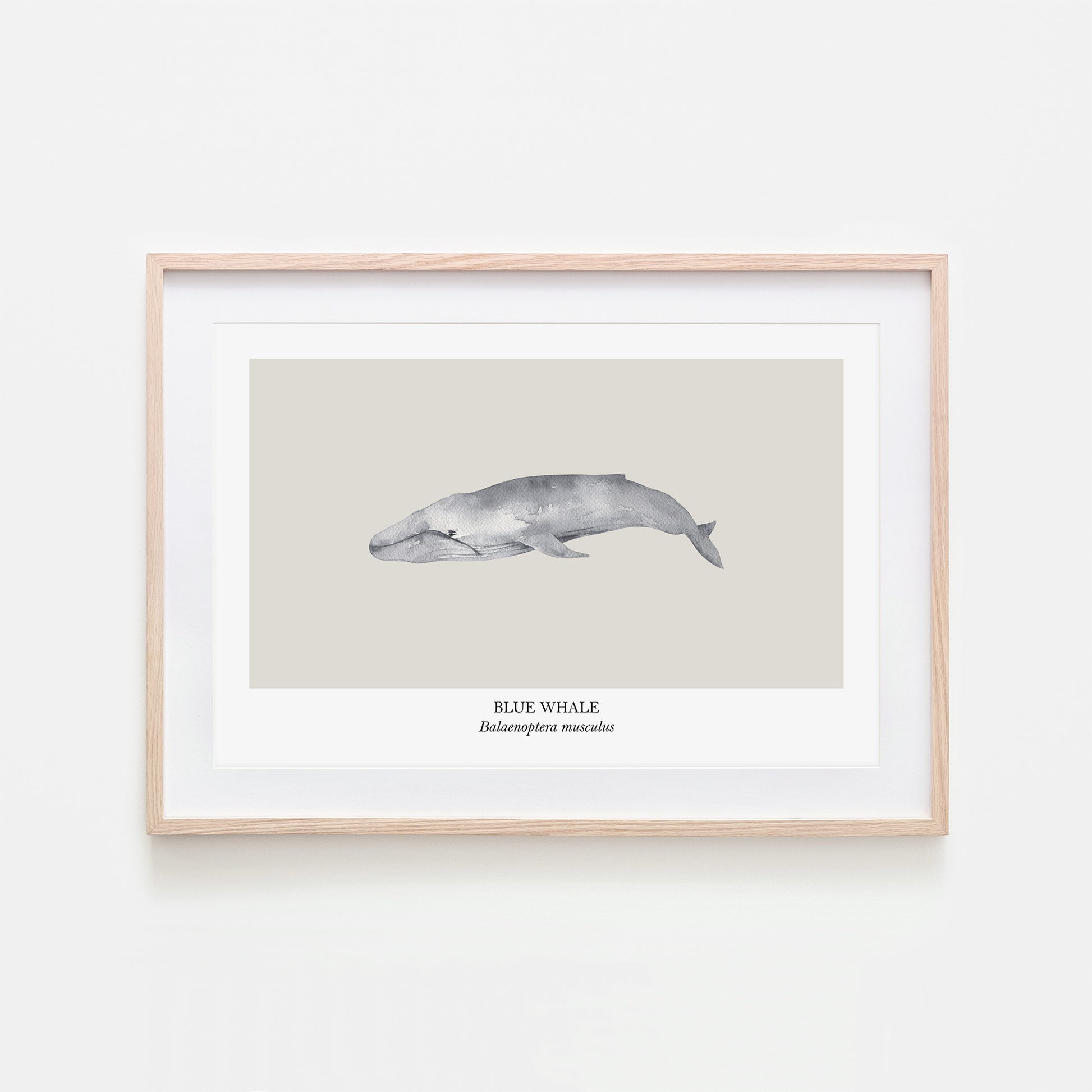 Blue-Whale-Watercolour-Sea-Creature-Wall-Art-in-Linen