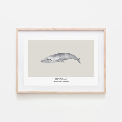 Blue-Whale-Watercolour-Sea-Creature-Wall-Art-in-Linen